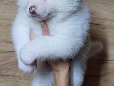 Akita Inu Szczeniaki