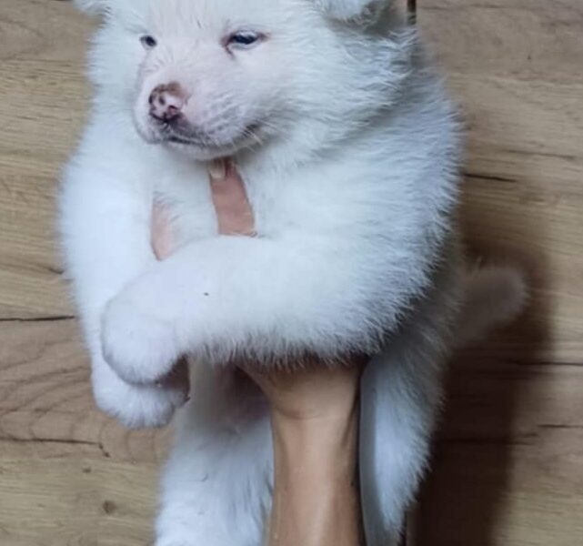 Akita Inu Szczeniaki