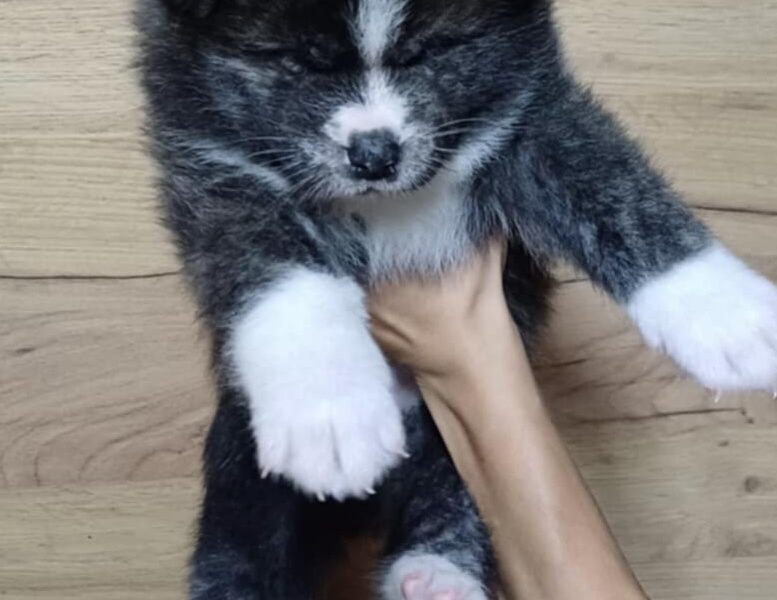 Akita Inu Szczeniaki