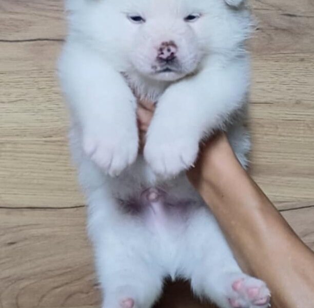 Akita Inu Szczeniaki