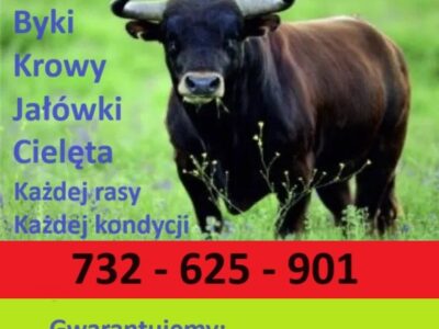 Kupię bydło do dalszej hodowli