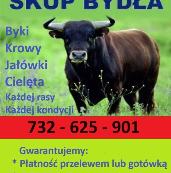 Kupię bydło do dalszej hodowli