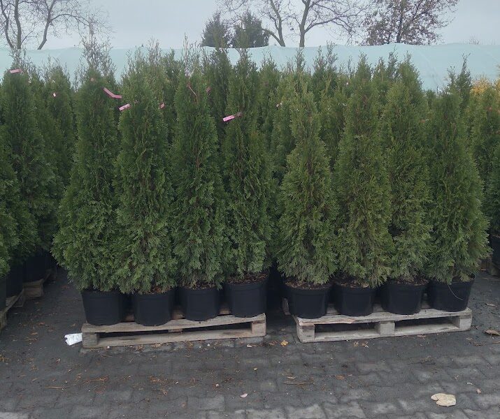 Tuja Szmaragd żywotnik zachodni "Thuja occidentalis" z gruntu