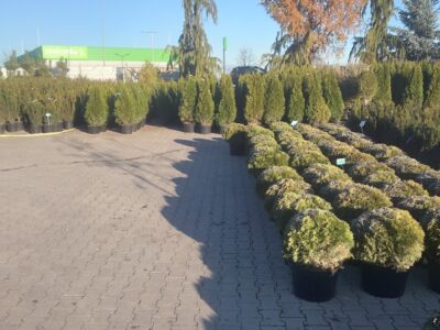 Tuja Szmaragd żywotnik zachodni "Thuja occidentalis" z gruntu