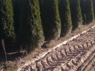 Tuja Szmaragd żywotnik zachodni "Thuja occidentalis" z gruntu