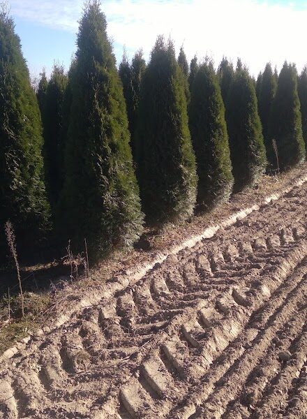 Tuja Szmaragd żywotnik zachodni "Thuja occidentalis" z gruntu