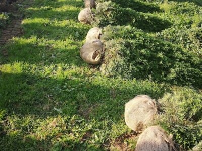 Tuja Szmaragd żywotnik zachodni "Thuja occidentalis" z gruntu