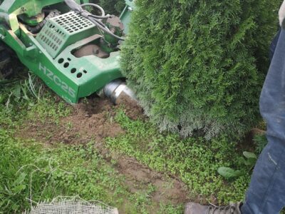 Tuja Szmaragd żywotnik zachodni "Thuja occidentalis" z gruntu