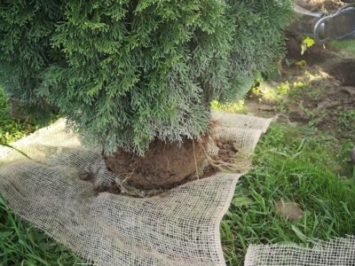 Tuja Szmaragd żywotnik zachodni "Thuja occidentalis" z gruntu