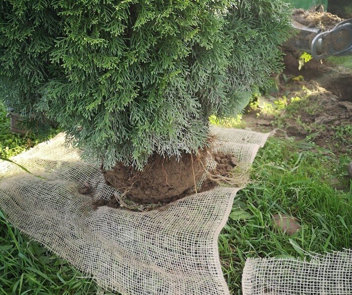 Tuja Szmaragd żywotnik zachodni "Thuja occidentalis" z gruntu