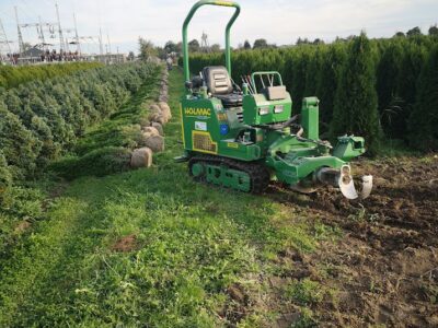 Tuja Szmaragd żywotnik zachodni "Thuja occidentalis" z gruntu