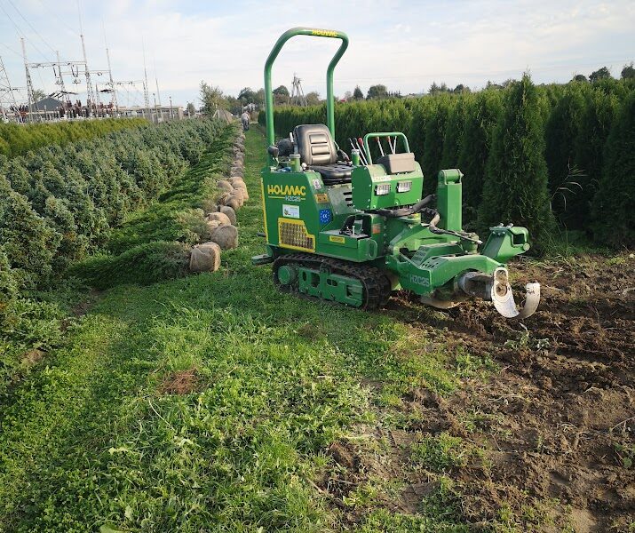 Tuja Szmaragd żywotnik zachodni "Thuja occidentalis" z gruntu