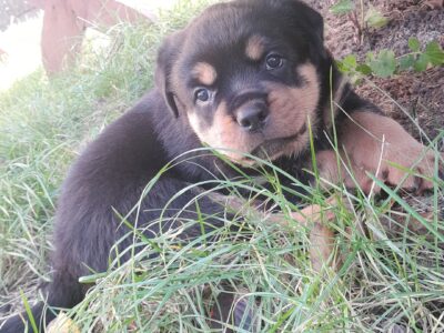 Szczeniaki rasy rottweiler