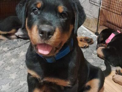 Szczeniaki rasy rottweiler